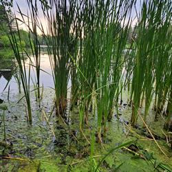 South end through the reeds